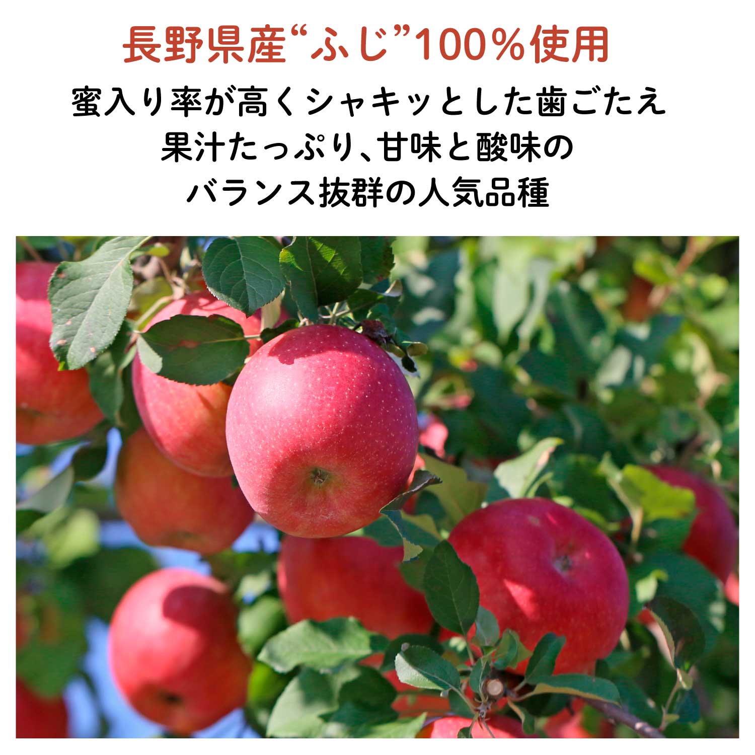 NEW【長野産】”ふじ”りんごチョコレート