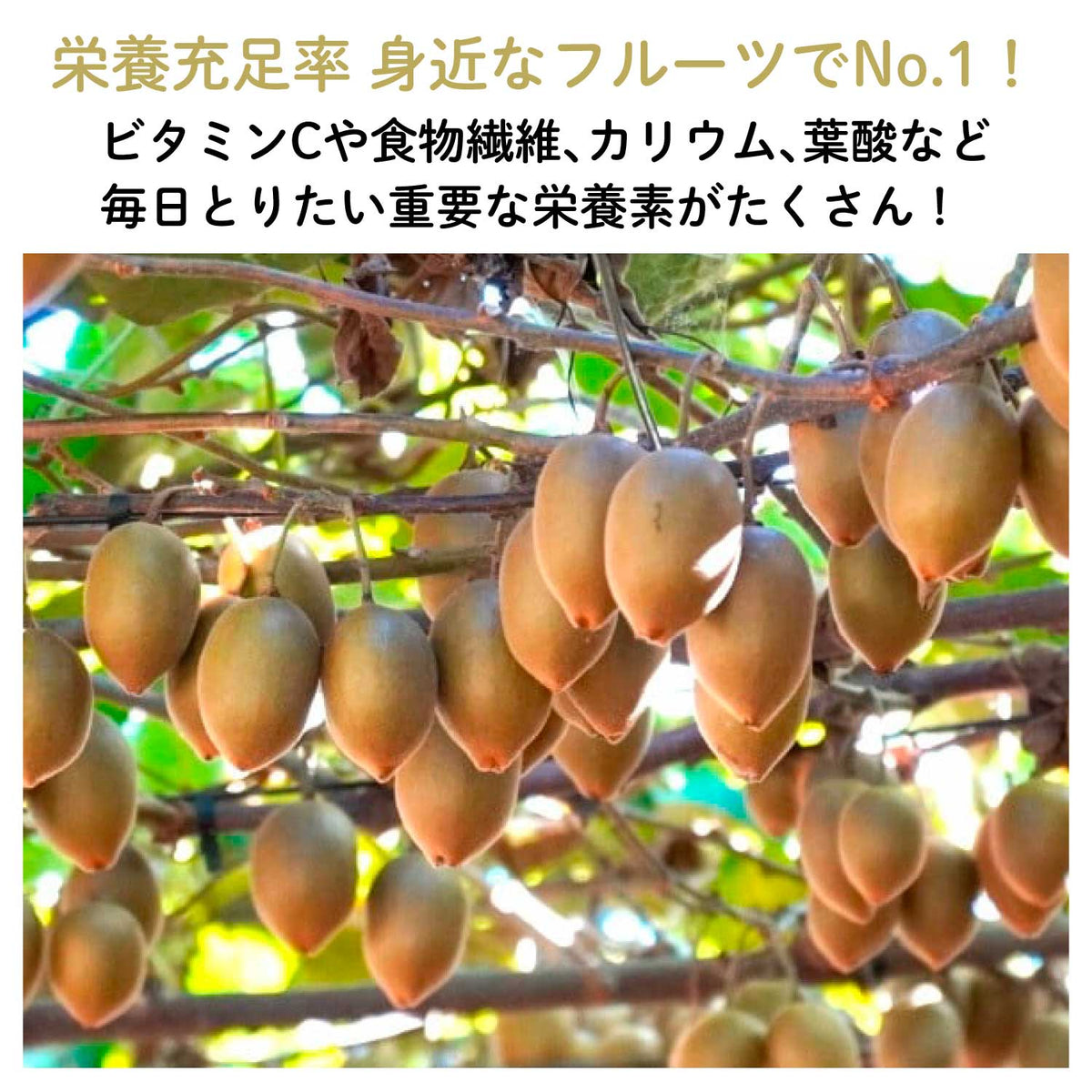 【東京三鷹産】東京ゴールドキウイチョコレート