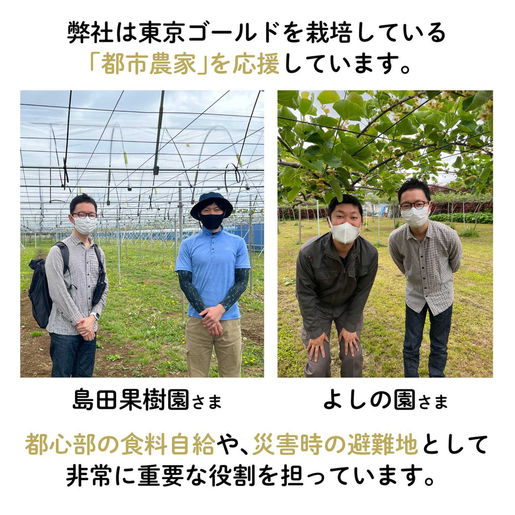 【東京三鷹産】東京ゴールドキウイチョコレート