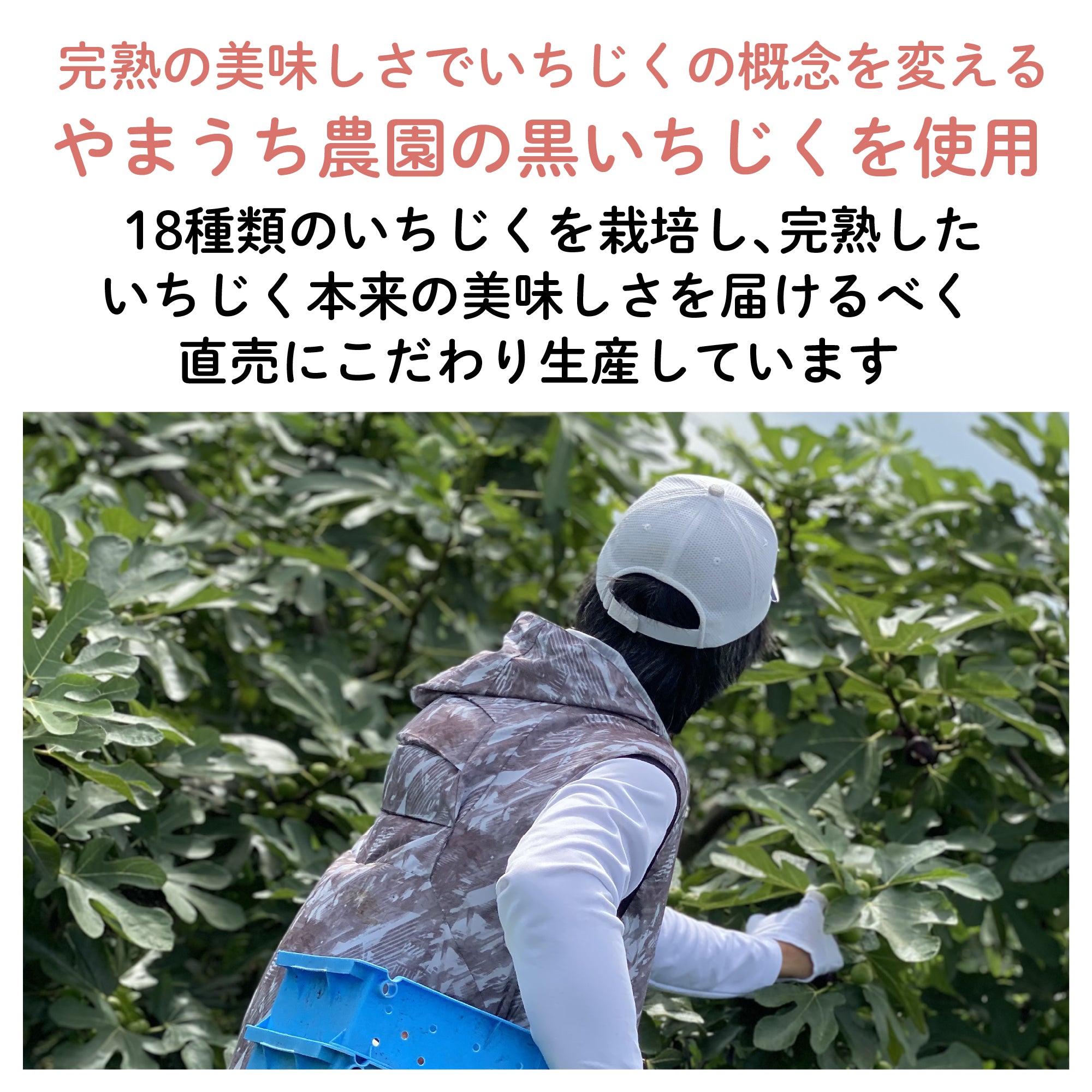 幻の黒いちじく