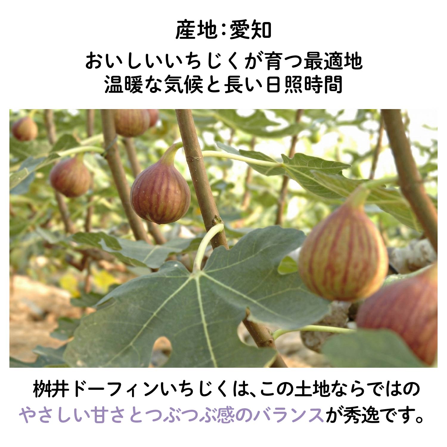 バニラ香る いちじくフルーツチョコレート