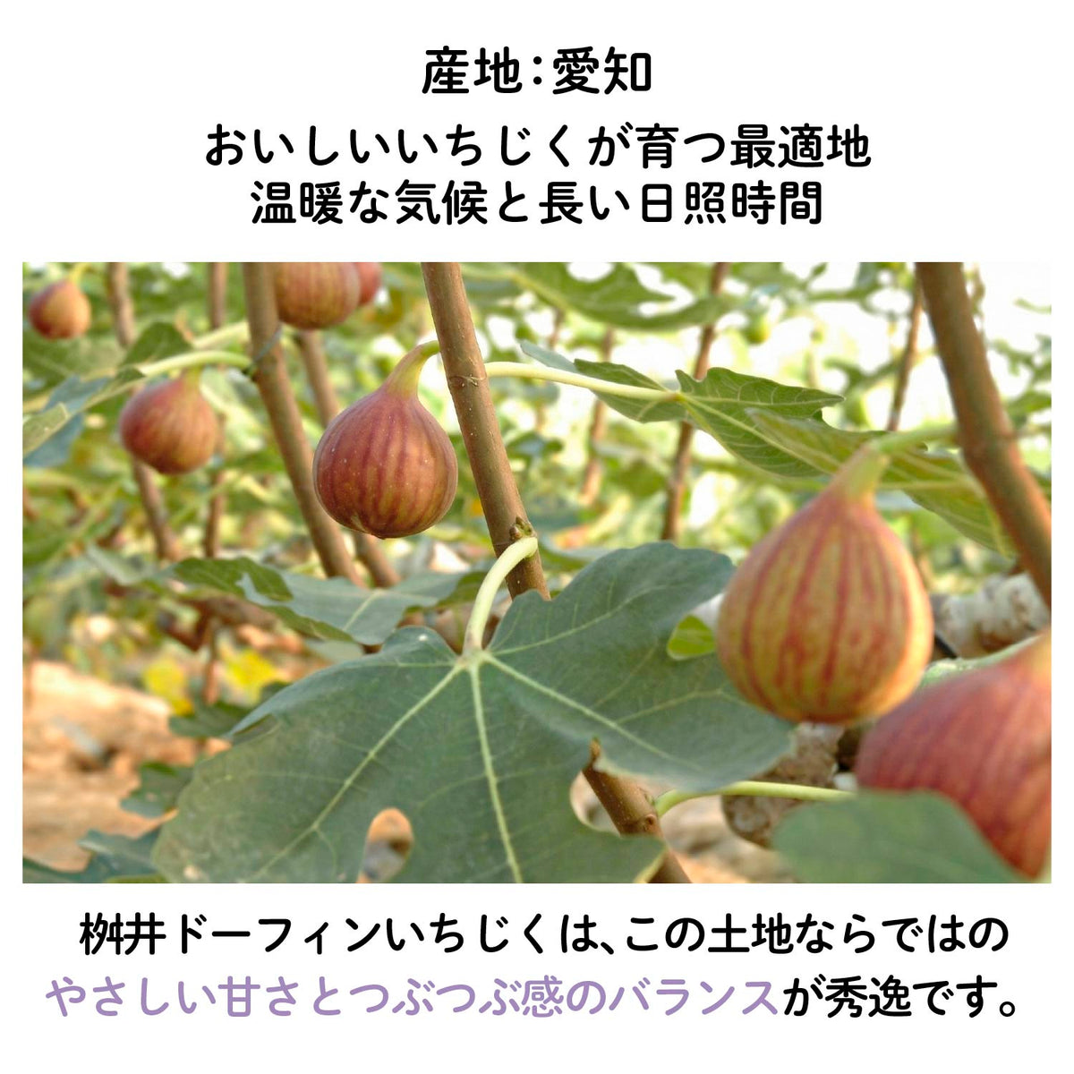 【愛知産】香る いちじくチョコレート3種アソートセット