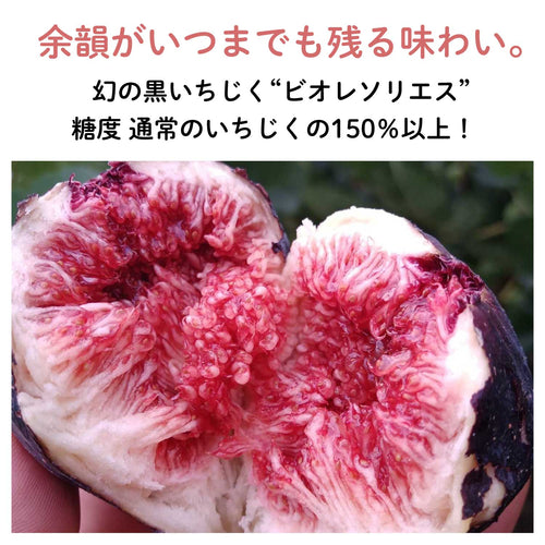 12月入荷予定【佐賀産】幻の黒いちじく"ビオレソリエス"フルーツチョコレート